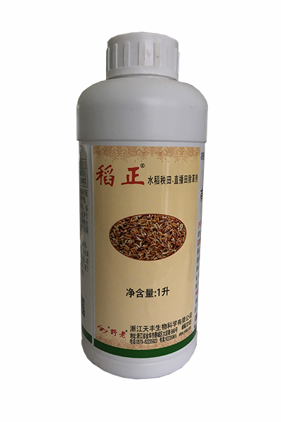  1L稻正